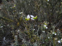 Polygala teretifolia
