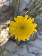 Cotula duckittiae