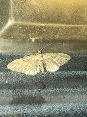 Eupithecia pusillata