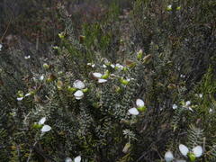 Polygala teretifolia