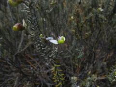 Polygala teretifolia
