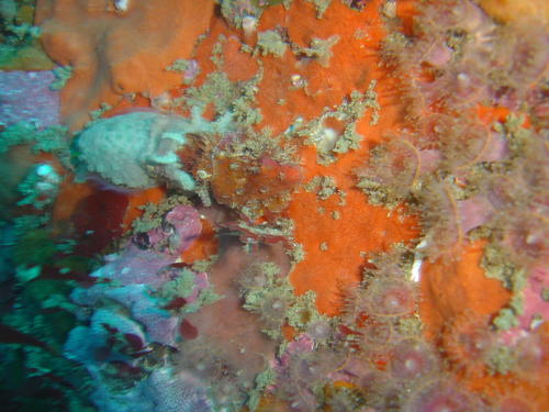 Hemisepius typicus