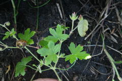 Geranium ornithopodon