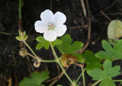 Geranium ornithopodon