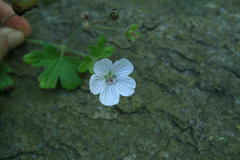 Geranium ornithopodon
