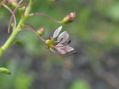 Cleome daghestanica