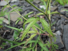 Cleome daghestanica