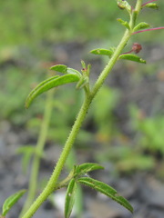 Cleome daghestanica