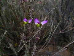 Polygala teretifolia