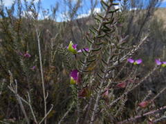 Polygala teretifolia