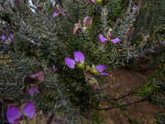 Polygala teretifolia
