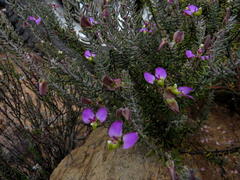Polygala teretifolia