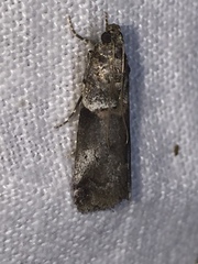 Acrobasis glaucella