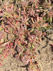 Chorizanthe cuspidata cuspidata