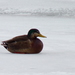 American Black Duck × Mallard Hybrid - Photo (c) Dendroica cerulea, some rights reserved (CC BY-NC-SA)