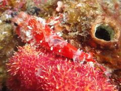 Mcadam's Scorpionfish photo 2