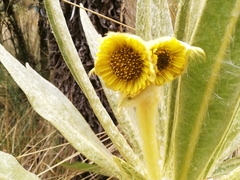 Espeletia hartwegiana