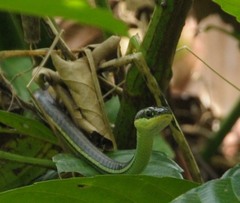 Dendrelaphis