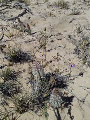 Lachenalia multifolia
