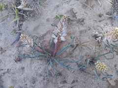 Lachenalia multifolia