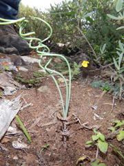 Gethyllis verticillata