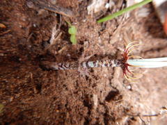 Gethyllis verticillata
