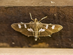 Desmia deploralis