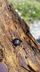 Accanthopus velikensis