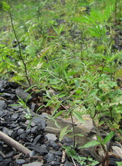 Satureja hortensis