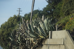 Agave americana expansa