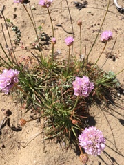 Armeria maritima californica