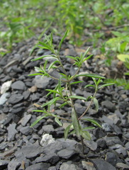 Satureja hortensis