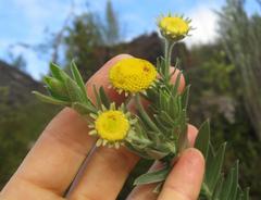 Schistostephium umbellatum