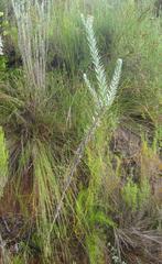 Schistostephium umbellatum