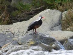 Merganetta armata armata