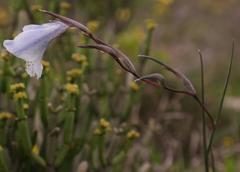 Gladiolus caeruleus