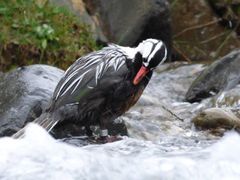 Merganetta armata armata