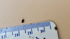 Coleoptera