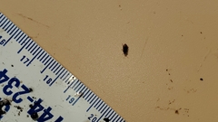 Coleoptera
