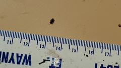 Coleoptera