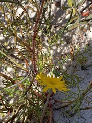 Cotula duckittiae