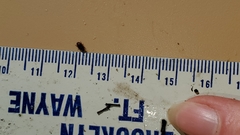 Coleoptera