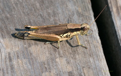 Paroxya hoosieri