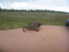 Breviceps