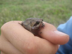 Breviceps