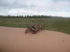 Breviceps