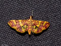 Syngamia