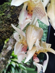 Stanhopea oculata