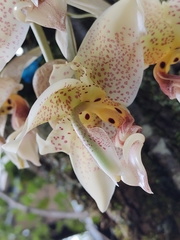 Stanhopea oculata