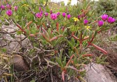 Ruschia langebaanensis